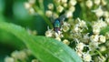 Blowfly on a cluster of white flowers