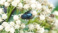 Blowfly on a cluster of white flowers