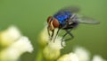 Blowfly on a cluster of white flowers