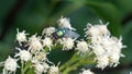 Blowfly on a cluster of white flowers