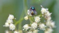 Blowfly on a cluster of white flowers