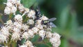 Blowfly on a cluster of white flowers