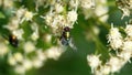 Blowfly on a cluster of white flowers