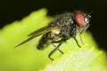 Blowfly Sacrophaga carnaria Royalty Free Stock Photo