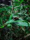 Blowfly sitting on a green leaf close up. Natural background.