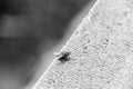 Blowfly sitting on a wall - in monochrome