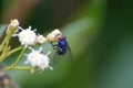 Blowfly on a white flower