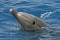 Blowhole of the dolphin Royalty Free Stock Photo