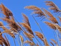 Blowin' in the Wind Royalty Free Stock Photo