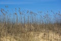 Blowing Beach Grass against Blue Sky Royalty Free Stock Photo