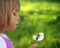 Blowing dandelion Royalty Free Stock Photo