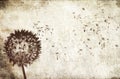 Blowing dandelion background