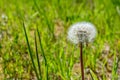 Blowing dandelion clock of white seeds on blurry green background of summer meadow. Royalty Free Stock Photo