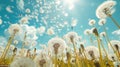 Blowing Dandelion Seeds in Field with Blue Sky Royalty Free Stock Photo