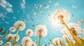 Blowing Dandelion Seeds in Field with Blue Sky Royalty Free Stock Photo