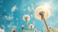 Blowing Dandelion Seeds in Field with Blue Sky Royalty Free Stock Photo