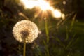 Blowing Dandelion In The Sunset Royalty Free Stock Photo