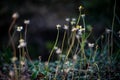 Blowing Dandelion in the sunset Royalty Free Stock Photo