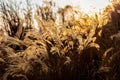 Blowing flower grass touching sunlight