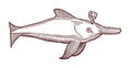 Blowing sawfish. Illustration