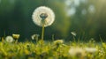 Blowing in the Wind: Closeup of a Dandelion in a Field Royalty Free Stock Photo