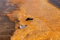 Blown away, lost hats in a geyser basin