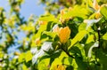 Blown beautiful magnolia flower on a tree with green leaves. Blossoming yellow magnolia flower in the garden, Yellow Bird or Royalty Free Stock Photo