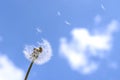 Blown dandelion Royalty Free Stock Photo