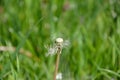 Blown Dandelion and Green Grass Royalty Free Stock Photo