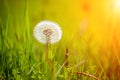 Blown dandelion in green grass. Spring nature background Royalty Free Stock Photo