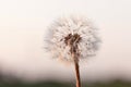 A blown Dandelion Royalty Free Stock Photo