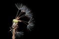 A blown Dandelion Royalty Free Stock Photo