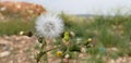 Blown Dandelionin landscape image