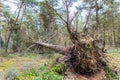 Blown and fallen pine tree in dutch forest
