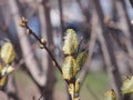 Blown fluffy flowers of a willow. Spring flowers of a willow