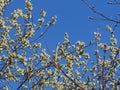 Blown fluffy flowers of a willow. Spring flowers of a willow