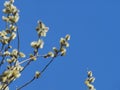 Blown fluffy flowers of a willow. Spring flowers of a willow