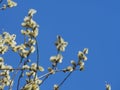 Blown fluffy flowers of a willow. Spring flowers of a willow