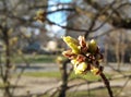 Blown leaf in spring