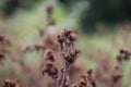 Blown Lesser burdock or Arctium minus in the autumn in Park Hitland in the Netherlands