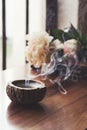 Blown out candle smoke, in home interior setting Royalty Free Stock Photo