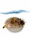 Blown up blowfish Royalty Free Stock Photo