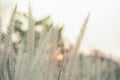 blown white grass by the wind with the soft light of the sunset for green leaf background