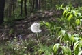 Blown by the wind ripe fruit of dandelion officinale closeup