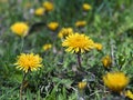 Blown yellow dandelion flower close up Royalty Free Stock Photo