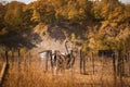 Blsck osriches on the old farm. Autumn time Royalty Free Stock Photo