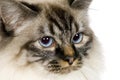 Blu-tabby-point Birman (18 months)