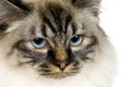 Blu-tabby-point Birman (18 months)