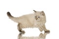 Blu-tabby-point Birman kitten Royalty Free Stock Photo