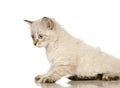 Blu-tabby-point Birman kitten Royalty Free Stock Photo